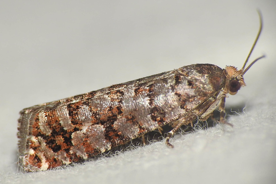 Gravitarmata margarotana - márványos gyantamoly