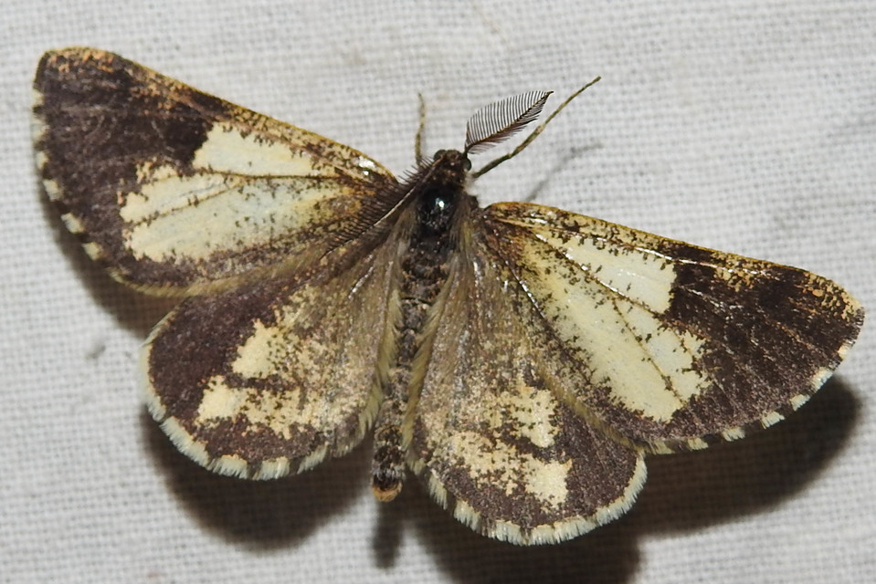 Bupalus piniaria - fenyőaraszoló