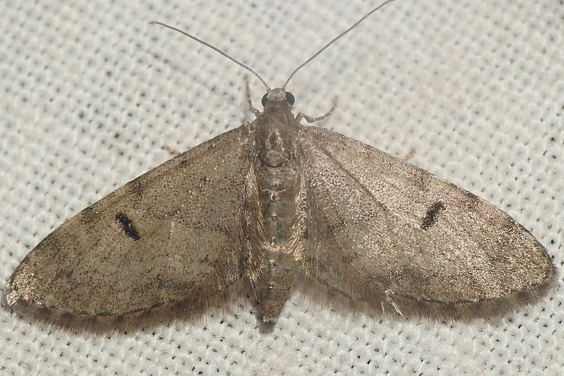 Eupithecia indigata - erdeifenyő-törpearaszoló