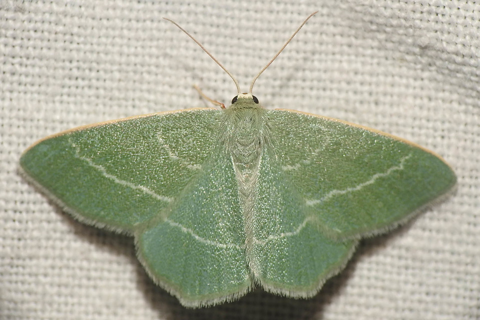 Chlorissa viridata - üdezöld araszoló
