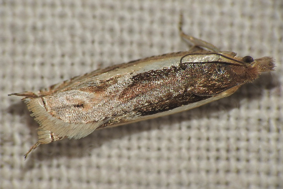 Ancylis apicella - bengesodró horgasmoly