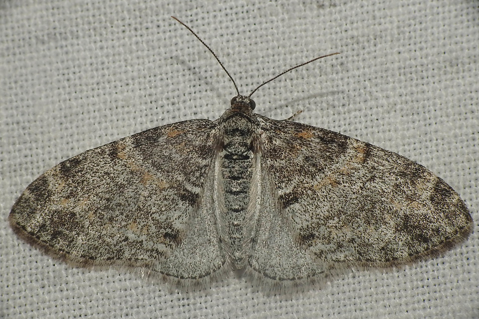 Lobophora halterata - szárnyfüggelékes araszoló