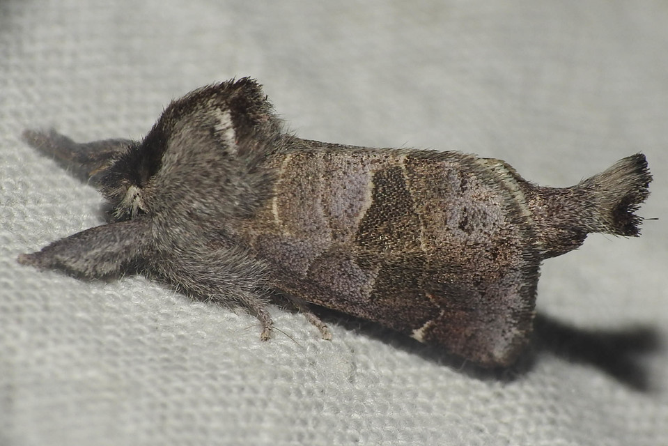 Clostera pigra - apró levélszövő