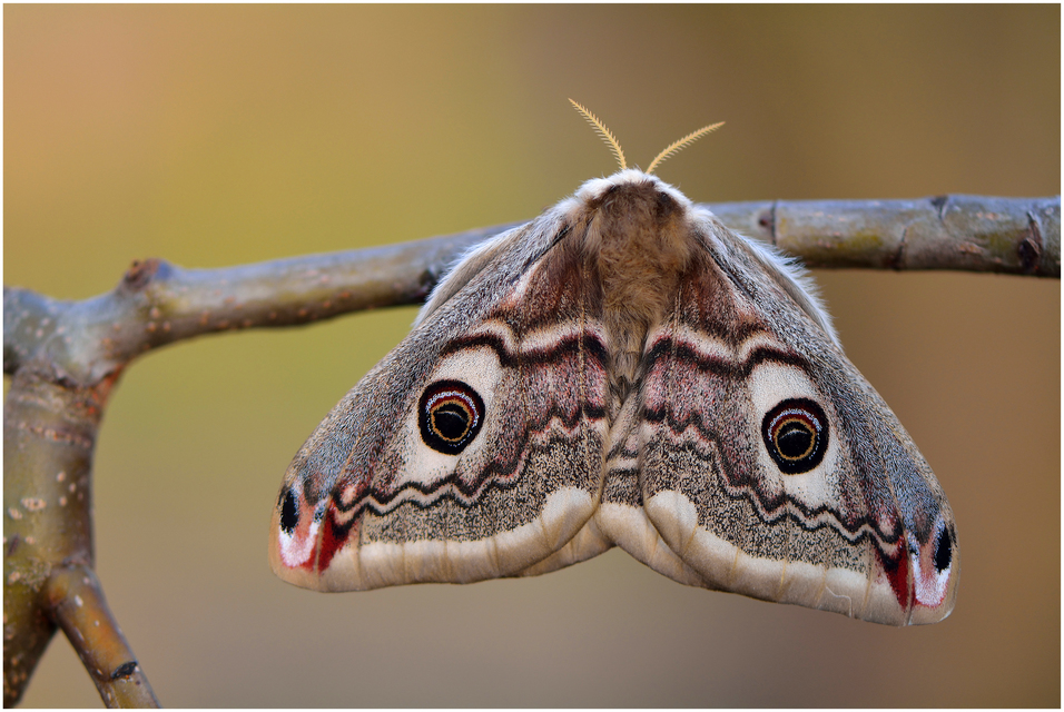 Saturnia pavoniella/pavonia