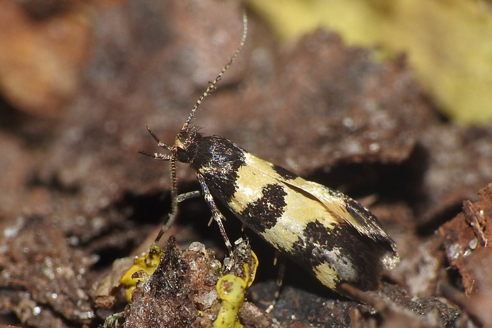 Denisia augustella - zebramoly