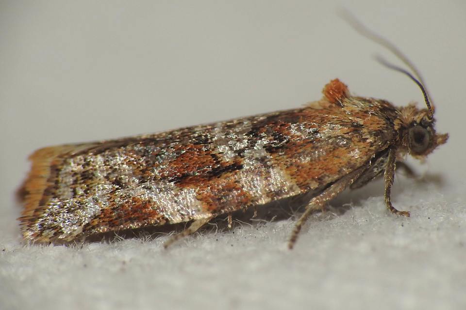 Argyrotaenia ljungiana - ékes sodrómoly