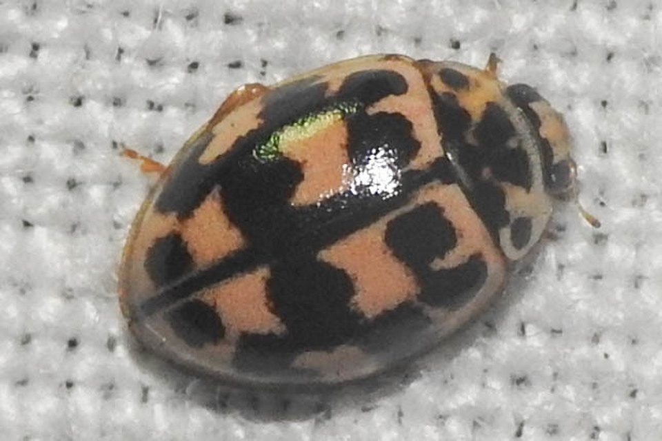Oenopia conglobata - rózsás katica