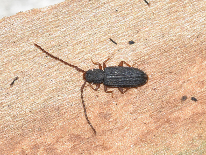 Uleiota planatus - hosszúcsápú fogasnyakú-lapbogár