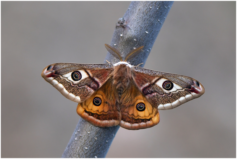 Saturnia pavoniella/pavonia