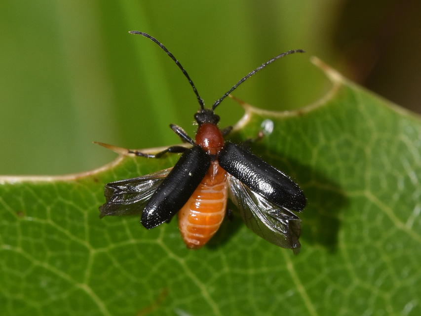 Dinoptera collaris - vörösnyakú virágcincér