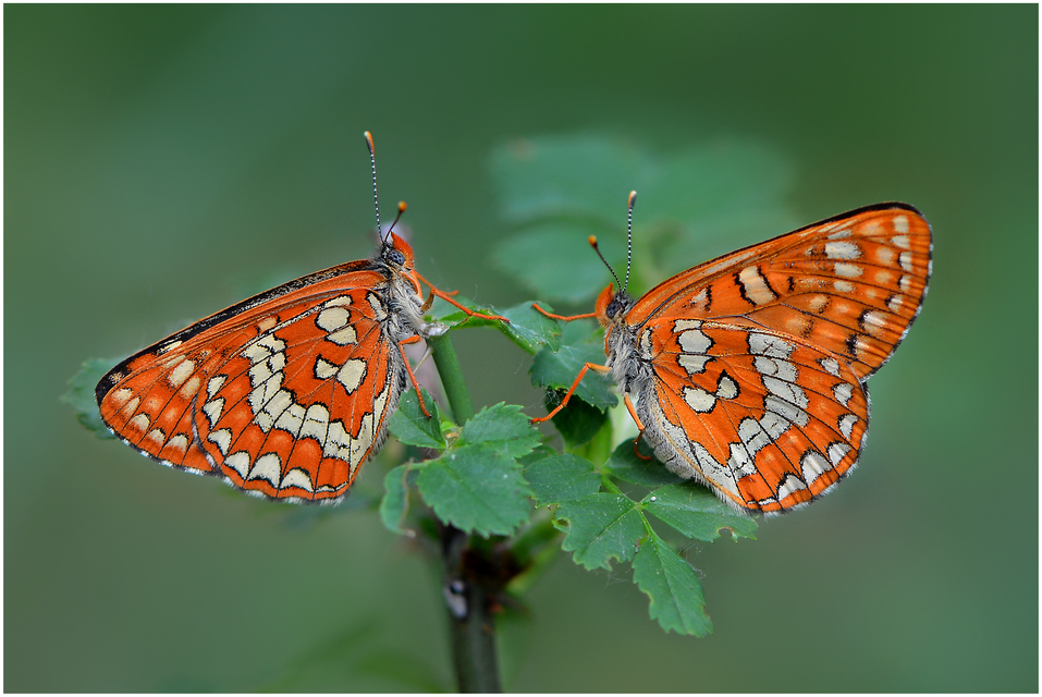 Euphydryas maturna - díszes tarkalepke