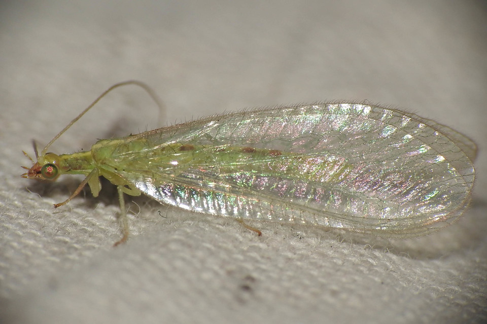 Chrysopidae - zöldfátyolkák