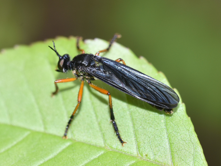 Dioctria oelandica - piroslábú héjalégy
