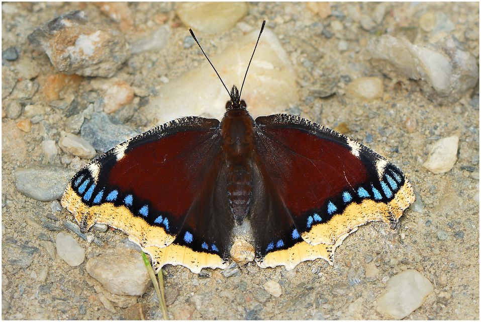 Nymphalis antiopa - gyászlepke