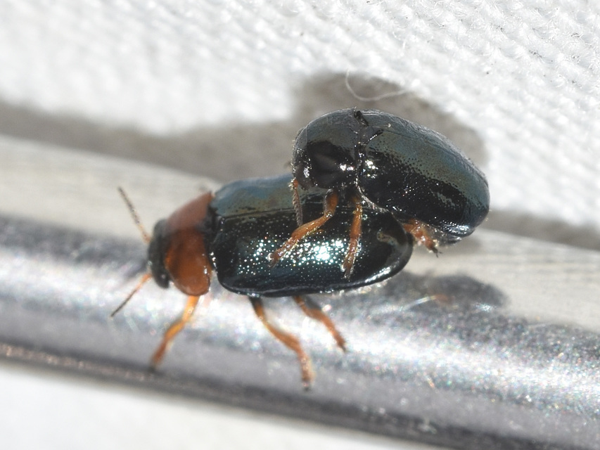 Smaragdina