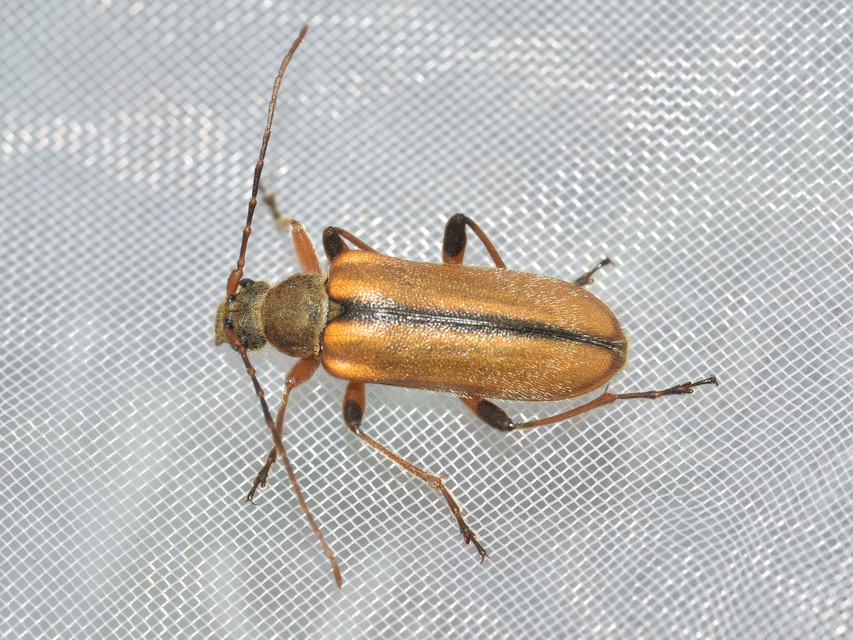 Cortodera humeralis - négyfoltos cserjecincér