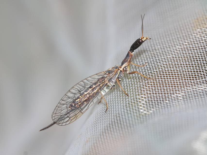 Raphidioptera - Tevenyakú-fátyolkák