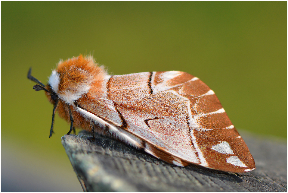 Endromis versicolora - tarkaszövő