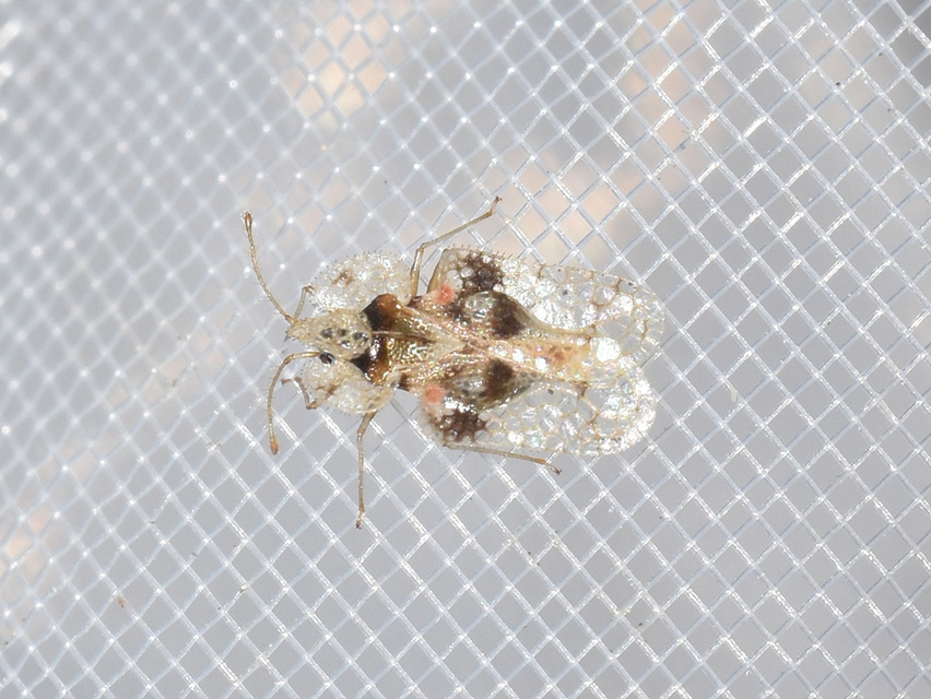 Corythucha arcuata - tölgy-csipkéspoloska