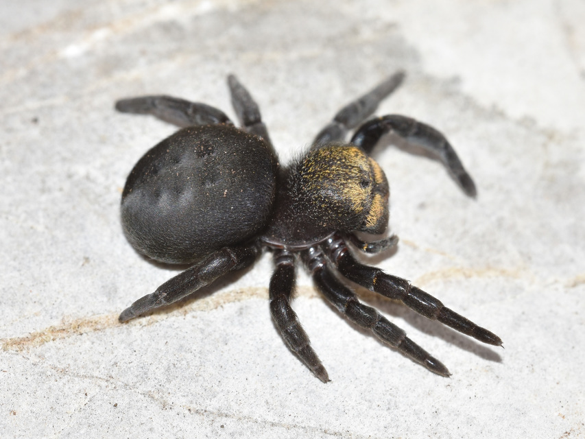 Eresus moravicus - sárgafejű bikapók Eresus moravicus - sárgafejű bikapók