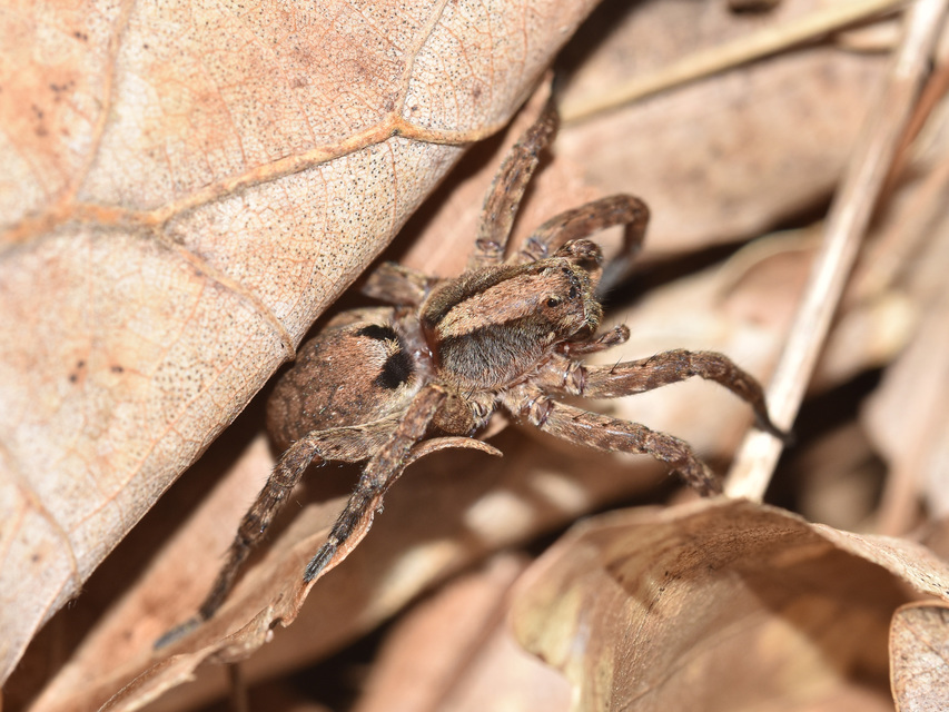 Alopecosa sulzeri