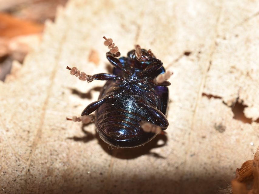Chrysolina sturmi - vöröslábú levelész