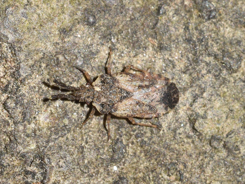 Aradus depressus - lapos kéregpoloska Aradus depressus - lapos kéregpoloska