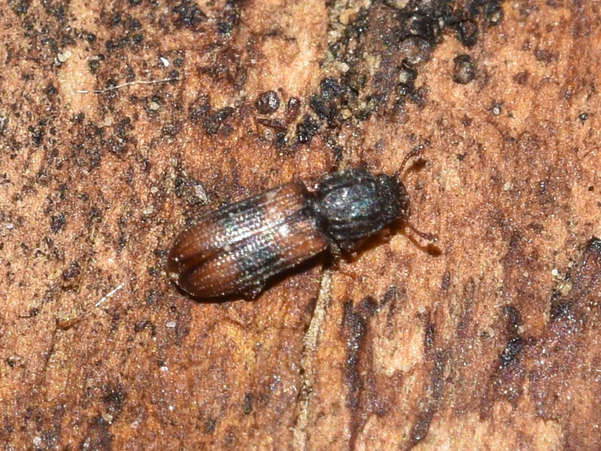 Bitoma crenata - szalagos héjbogár