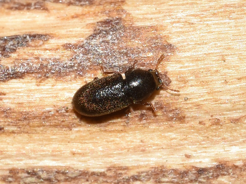 Ciidae - taplószúfélék Ciidae - taplószúfélék