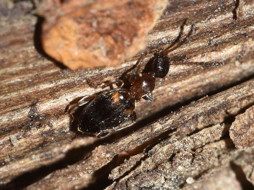 Anthelephila pedestris - hangyaszerű fürgebogár