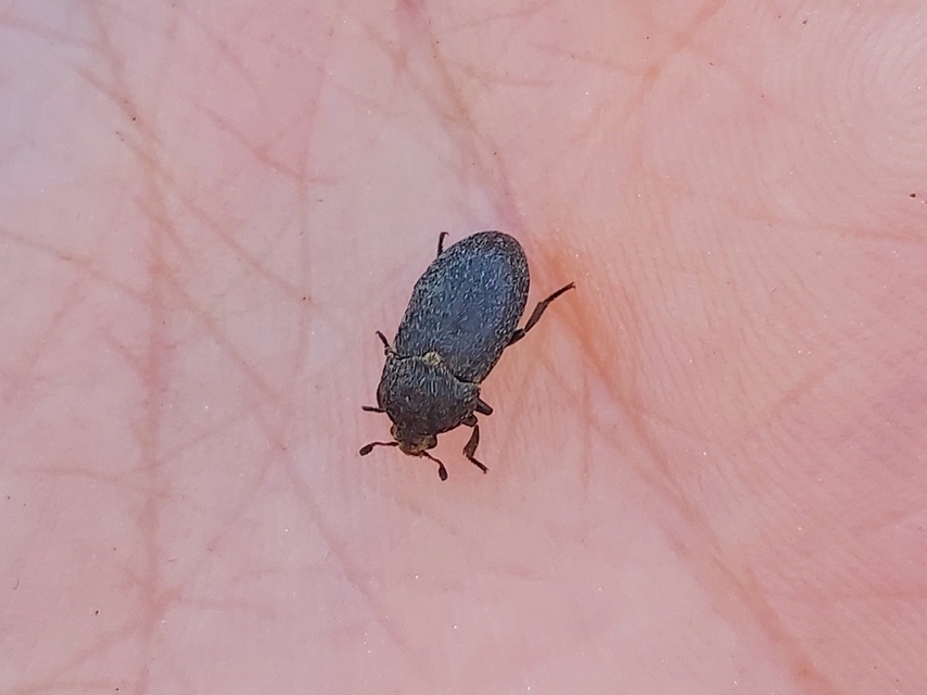 Dermestes laniarius - gyászos porva