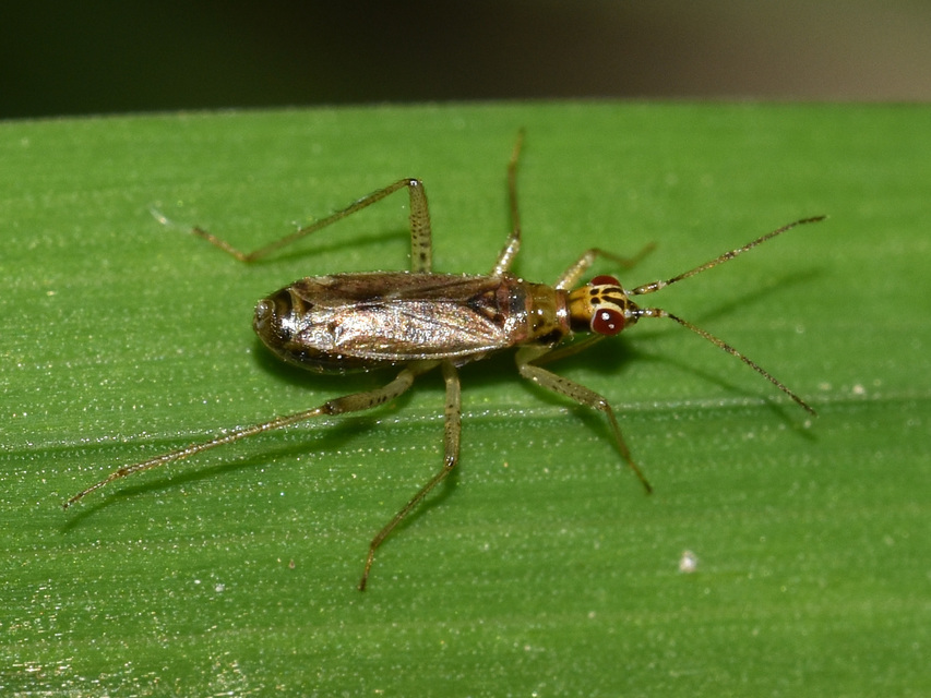 Dicyphus