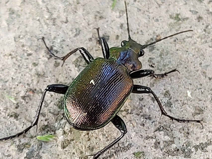 Calosoma inquisitor - kis bábrabló