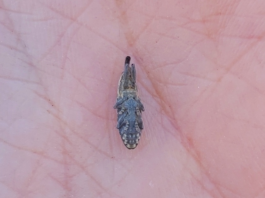 Lixus subtilis - disznóparéj-dudvabarkó