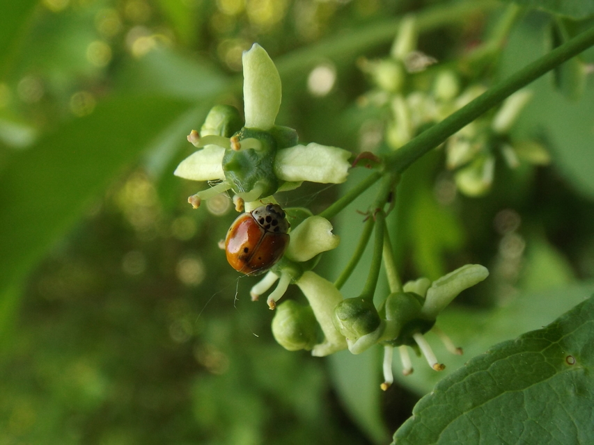Harmonia quadripunctata - négypettyes katica