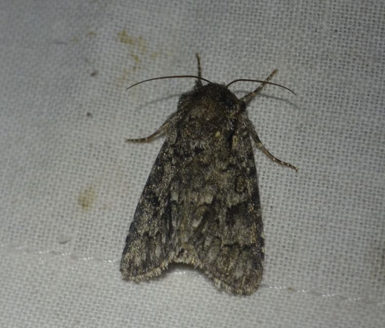 Acronicta auricoma - aranyos szigonyosbagoly