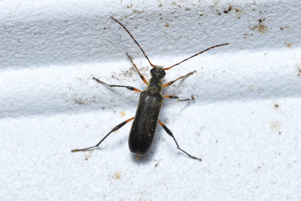 Grammoptera ruficornis - gyűrűscsápú galagonyacincér Grammoptera ruficornis - gyűrűscsápú galagonyacincér