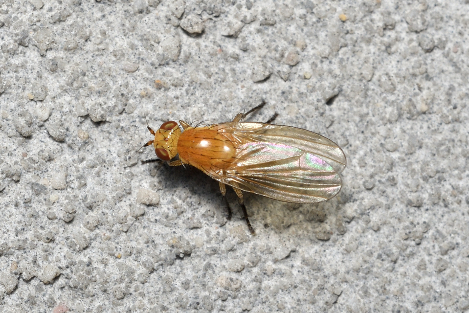 Lauxaniidae - pudvalegyek