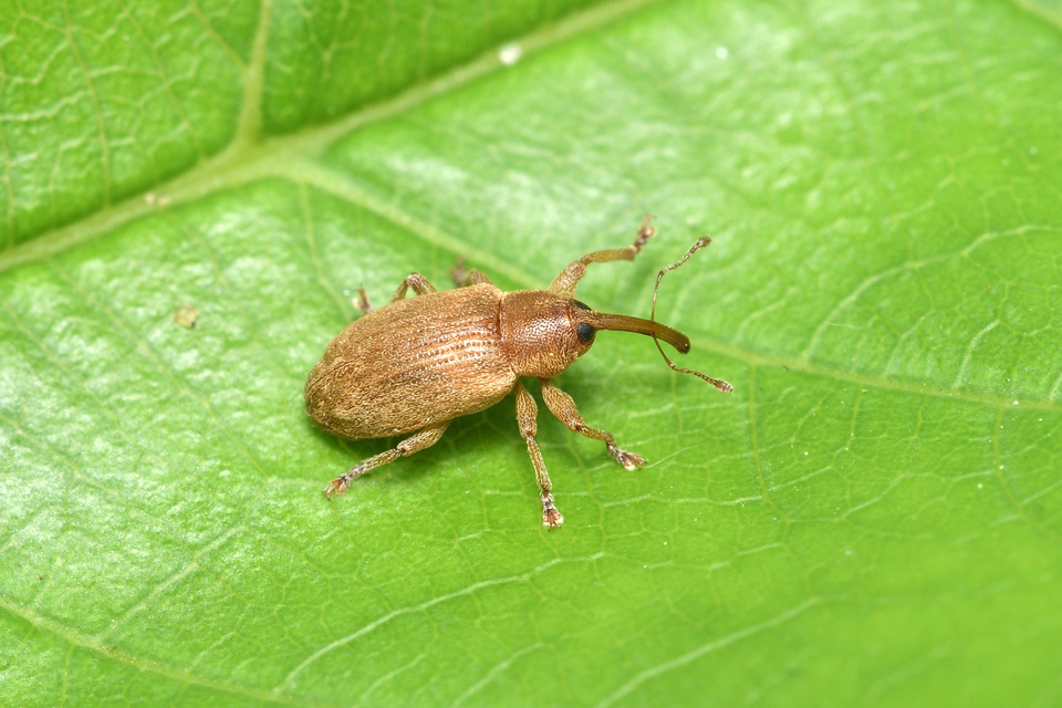 Dorytomus melanophthalmus - sárgaorrú hangormányos
