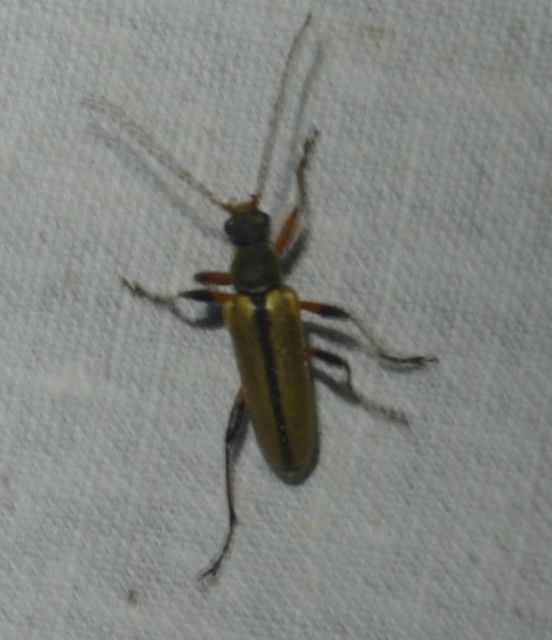 Cortodera humeralis - négyfoltos cserjecincér