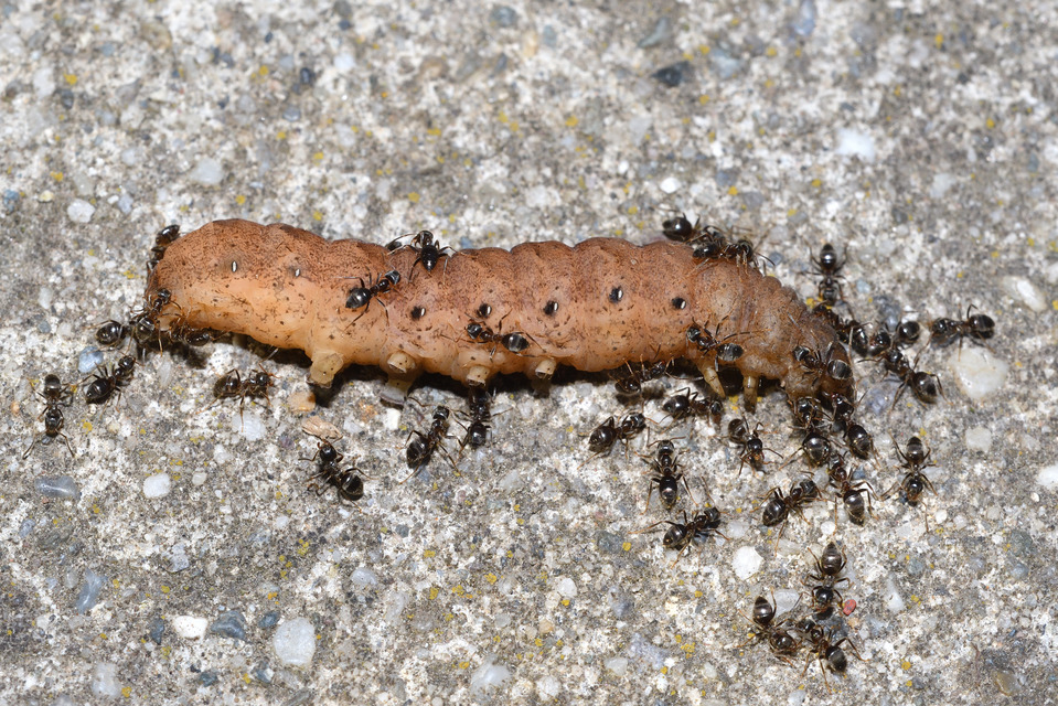 Noctua fimbriata - szélessávú sárgafűbagoly