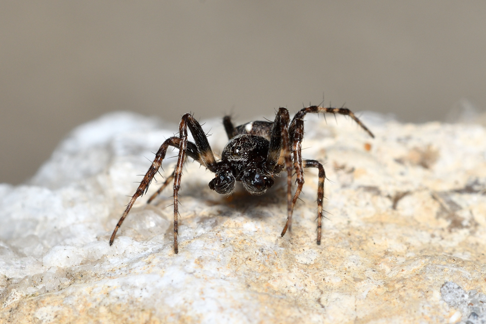 Gibbaranea bituberculata - kétcsúcsú keresztespók