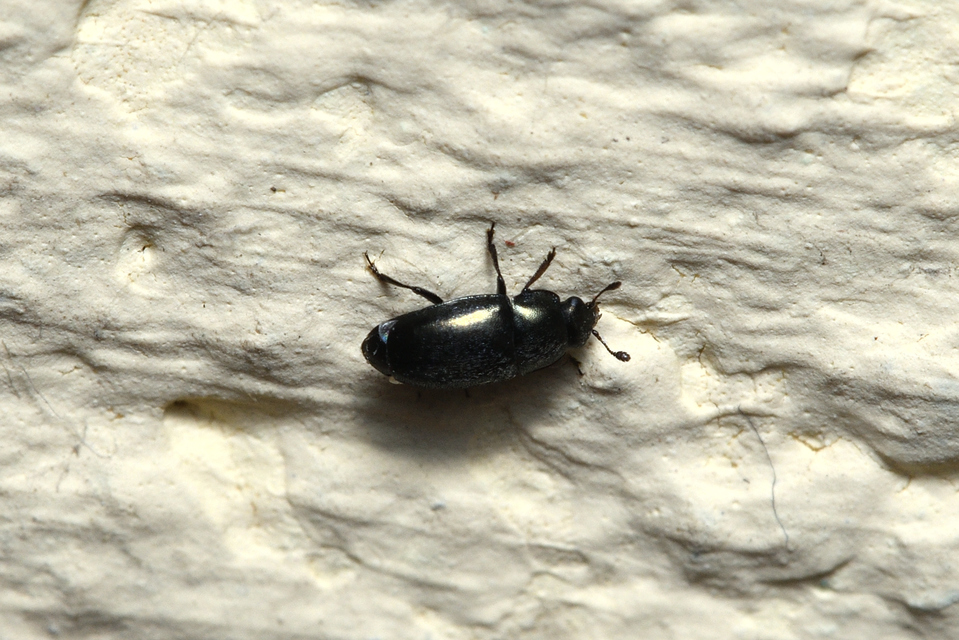 Meligethinae