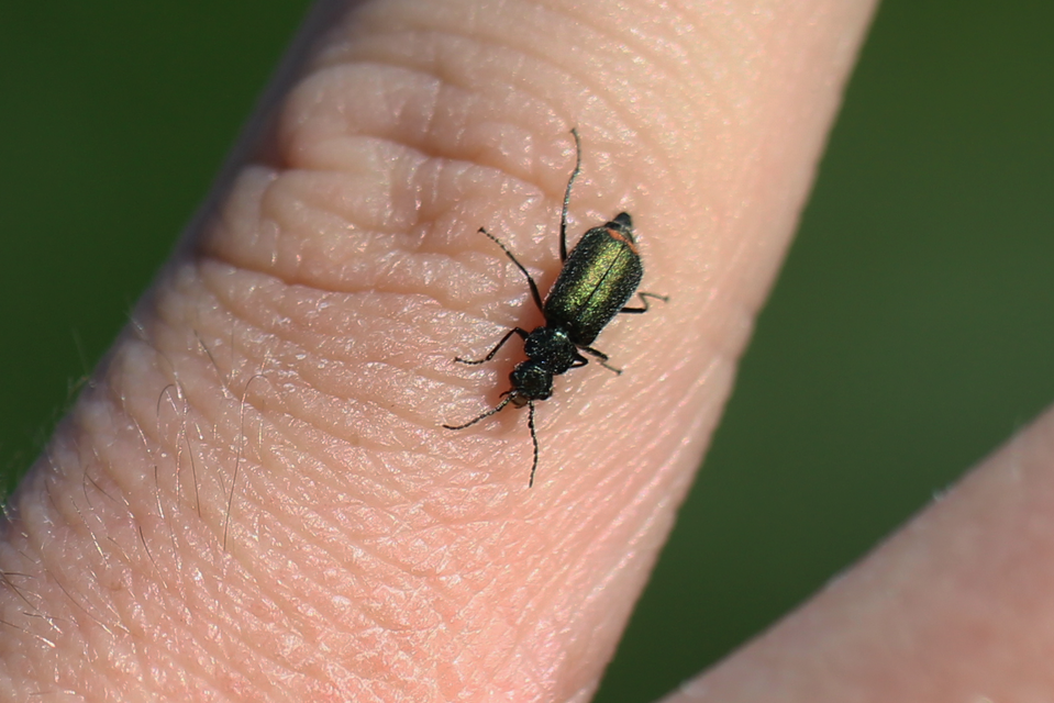 Malachius bipustulatus - kétfoltos bibircsesbogár