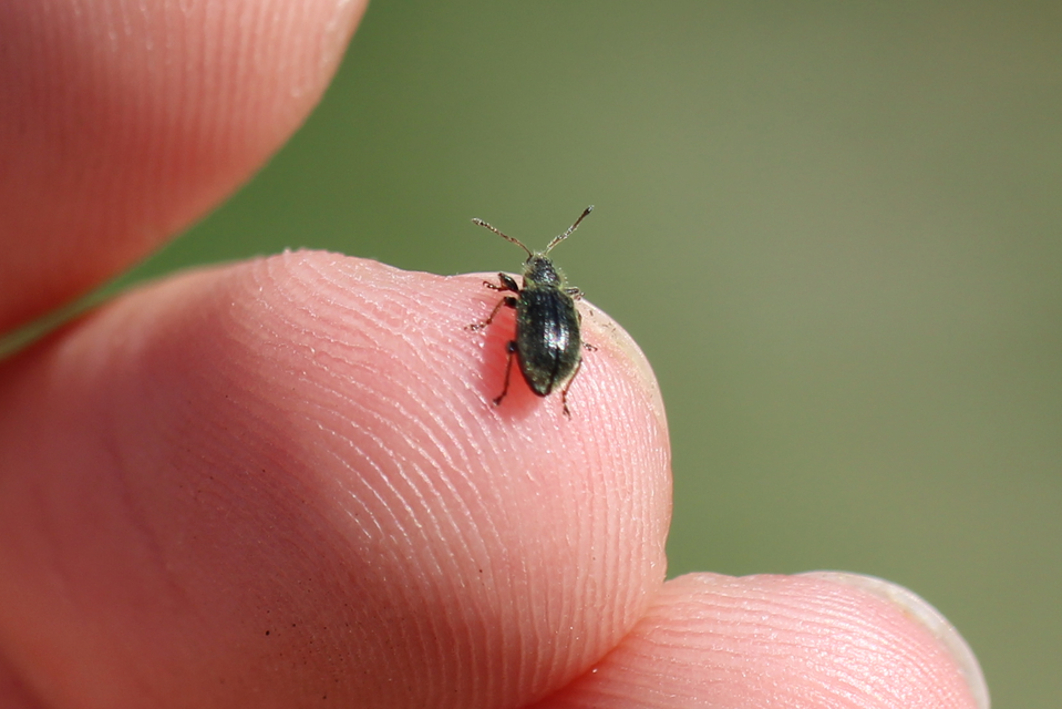 Phyllobius betulinus - változékony levélormányos