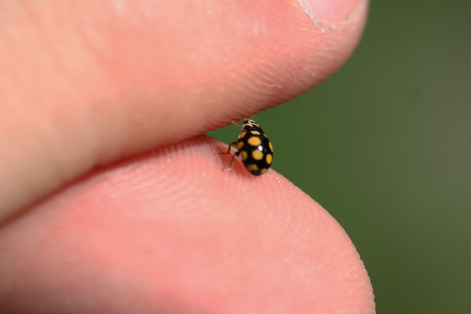 Coccinula quatuordecimpustulata - feketesárga katóka