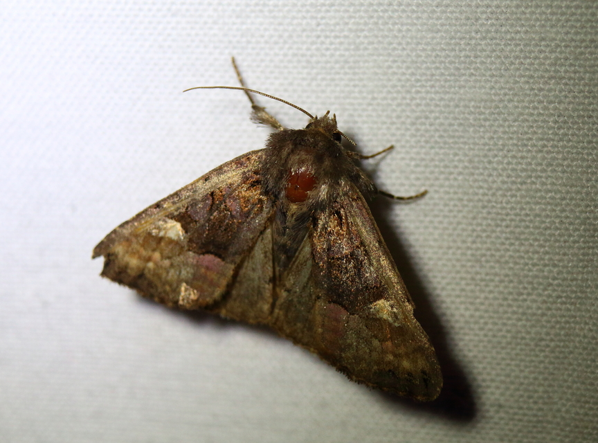 Euplexia lucipara - szeder-csipkésbagoly