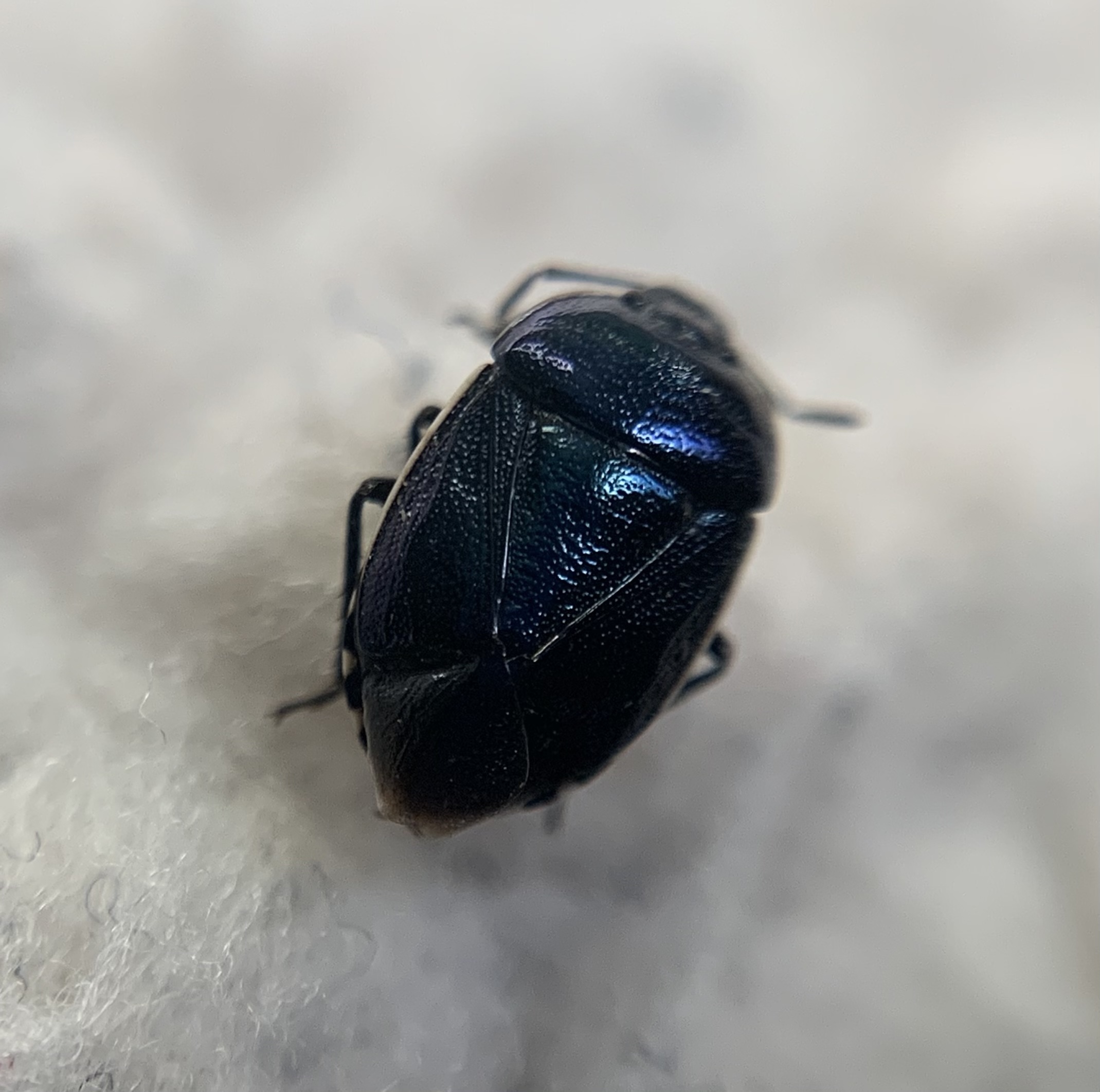 Canthophorus melanopterus