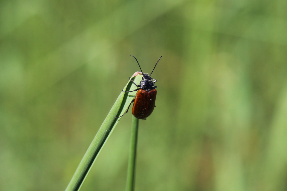 Omophlus proteus - közönséges pejbogár Omophlus proteus - közönséges pejbogár