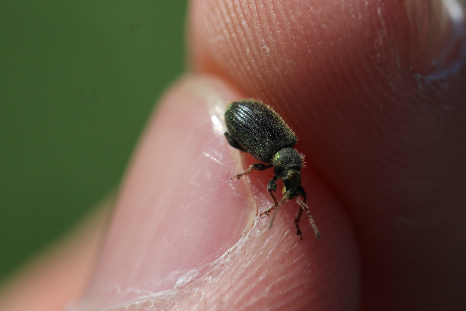 Phyllobius betulinus - változékony levélormányos